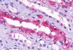 Invitrogen GPR91 Polyclonal Antibody 50 &mu;g; Unconjugated:Antibodies,