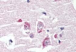 Invitrogen GPR98 Polyclonal Antibody 50 &mu;g; Unconjugated:Antibodies,