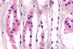 Invitrogen GPR98 Polyclonal Antibody 50 &mu;g; Unconjugated:Antibodies,