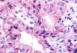 Invitrogen GPR98 Polyclonal Antibody 50 &mu;g; Unconjugated:Antibodies,