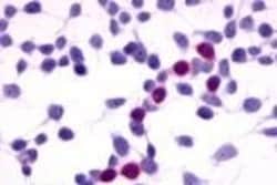 Invitrogen RAI3 Polyclonal Antibody 50 &mu;g; Unconjugated:Antibodies,