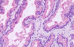Invitrogen RAI3 Polyclonal Antibody 50 &mu;g; Unconjugated:Antibodies,