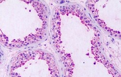 Invitrogen RAI3 Polyclonal Antibody 50 &mu;g; Unconjugated:Antibodies,