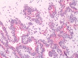RAI3 Polyclonal Antibody:Antibodies, Polyclonal
