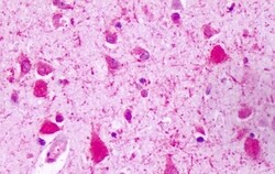 Invitrogen RAI3 Polyclonal Antibody 50 &mu;g; Unconjugated:Anticorps, Polyclonal