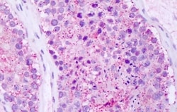 Invitrogen RAI3 Polyclonal Antibody 50 &mu;g; Unconjugated:Anticorps, Polyclonal