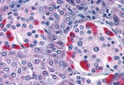 Invitrogen GPRC5C Polyclonal Antibody 50 &mu;g; Unconjugated:Antibodies,
