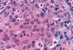 Invitrogen GPRC5C Polyclonal Antibody 50 &mu;g; Unconjugated:Antibodies,