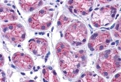Invitrogen GPRC5C Polyclonal Antibody 50 &mu;g; Unconjugated:Antibodies,