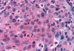 Invitrogen GPRC5C Polyclonal Antibody 50 &mu;g; Unconjugated:Antibodies,