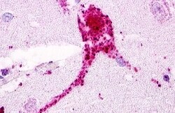 Invitrogen GPRC5D Polyclonal Antibody 50 &mu;g; Unconjugated:Antibodies,