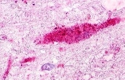 Invitrogen GPRC5D Polyclonal Antibody 50 &mu;g; Unconjugated:Antibodies,