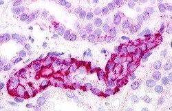 Invitrogen GPRC5D Polyclonal Antibody 50 &mu;g; Unconjugated:Antibodies,
