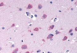 Invitrogen GPRC6A Polyclonal Antibody 50 &mu;g | Buy Online | Invitrogen&trade; | Fisher Scientific