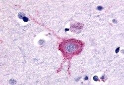 Invitrogen mGluR2 Polyclonal Antibody 50 &mu;g; Unconjugated:Antibodies,
