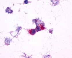 Invitrogen mGluR2 Polyclonal Antibody 50 &mu;g; Unconjugated:Antibodies,