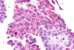 Invitrogen mGluR2 Polyclonal Antibody 50 &mu;g; Unconjugated:Antibodies,