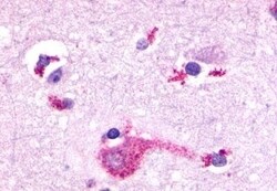 Invitrogen mGluR2 Polyclonal Antibody 50 &mu;g; Unconjugated:Antibodies,