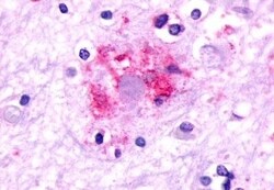 Invitrogen mGluR2 Polyclonal Antibody 50 &mu;g; Unconjugated:Antibodies,