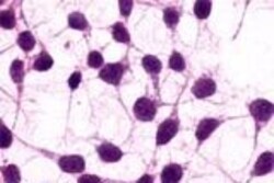 Invitrogen mGluR3 Polyclonal Antibody 50 &mu;g; Unconjugated:Antibodies,