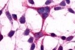 Invitrogen mGluR3 Polyclonal Antibody 50 &mu;g; Unconjugated:Antibodies,