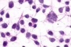 Invitrogen mGluR3 Polyclonal Antibody 50 &mu;g; Unconjugated:Antibodies,