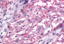 Invitrogen mGluR3 Polyclonal Antibody 50 &mu;g; Unconjugated:Antibodies,