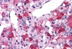 Invitrogen mGluR3 Polyclonal Antibody 50 &mu;g; Unconjugated:Antibodies,