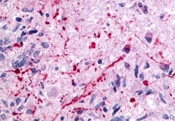 Invitrogen mGluR5 Polyclonal Antibody 50 &mu;g; Unconjugated:Antibodies,