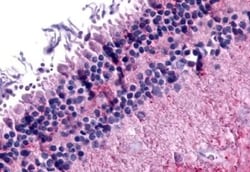 Invitrogen mGluR6 Polyclonal Antibody 50 &mu;g; Unconjugated:Antibodies,