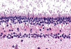Invitrogen mGluR6 Polyclonal Antibody 50 &mu;g; Unconjugated:Antibodies,