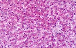 Invitrogen mGluR7 Polyclonal Antibody 50 &mu;g | Buy Online | Invitrogen&trade; | Fisher Scientific