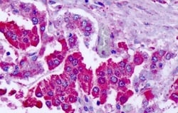 Invitrogen mGluR7 Polyclonal Antibody 50 &mu;g; Unconjugated:Antibodies,