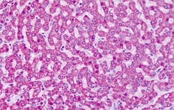Invitrogen mGluR7 Polyclonal Antibody 50 &mu;g; Unconjugated:Antibodies,