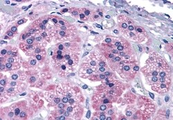 Invitrogen mGluR7 Polyclonal Antibody 50 &mu;g; Unconjugated:Antibodies,