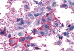 Invitrogen mGluR7 Polyclonal Antibody 50 &mu;g; Unconjugated:Antibodies,