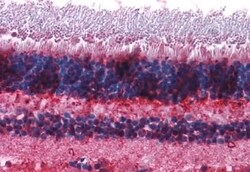 Invitrogen mGluR7 Polyclonal Antibody 50 &mu;g; Unconjugated:Antibodies,