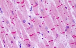 Invitrogen mGluR8 Polyclonal Antibody 50 μg; Unconjugated:Antibodies,