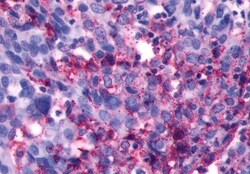 Invitrogen LHR Polyclonal Antibody 50 &mu;g; Unconjugated:Antibodies, Polyclonal