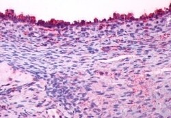 Invitrogen LHR Polyclonal Antibody 50 &mu;g; Unconjugated:Antibodies, Polyclonal