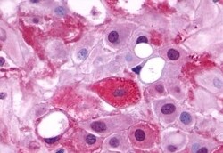 Invitrogen LHR Polyclonal Antibody 50 &mu;g; Unconjugated:Antibodies, Polyclonal