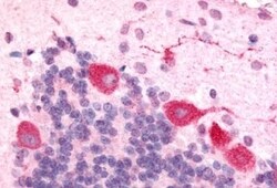 Invitrogen Orexin Receptor 1 Polyclonal Antibody 50 &mu;g; Unconjugated:Antibodies,