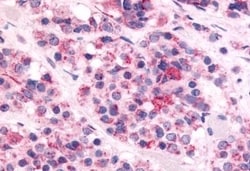 Invitrogen Orexin Receptor 1 Polyclonal Antibody 50 &mu;g; Unconjugated:Antibodies,