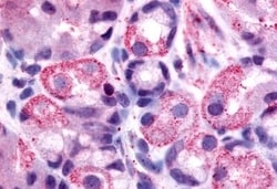 Invitrogen HRH2 Polyclonal Antibody 50 &mu;g; Unconjugated:Antibodies,