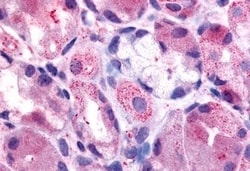 Invitrogen HRH2 Polyclonal Antibody 50 &mu;g; Unconjugated:Antibodies,
