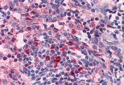 Invitrogen HRH4 Polyclonal Antibody 50 &mu;g; Unconjugated:Antibodies,