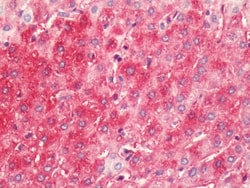 Invitrogen HRH4 Polyclonal Antibody 50 &mu;g; Unconjugated:Antibodies,