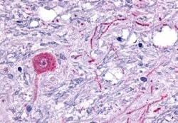 Invitrogen HTR6 Polyclonal Antibody 50 μg; Unconjugated:Antibodies,