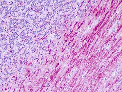 Invitrogen HTR6 Polyclonal Antibody 50 μg; Unconjugated:Antibodies,