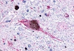 Invitrogen HTR6 Polyclonal Antibody 50 μg; Unconjugated:Antibodies,